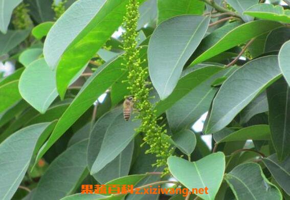 乌桕蜜的功效与作用