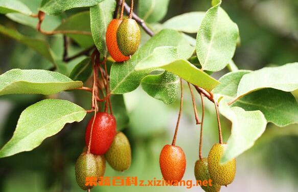 木半夏与胡颓子区别 木半夏的药用价值