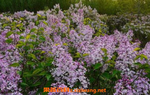 丁香花叶子的功效与作用 为什么丁香花叫狗牙花