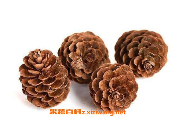 松树果子的功效与作用