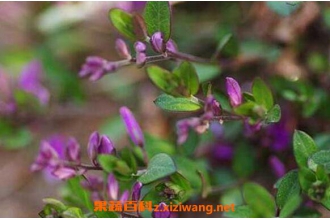 瓜子金的功效与作用及药用价值