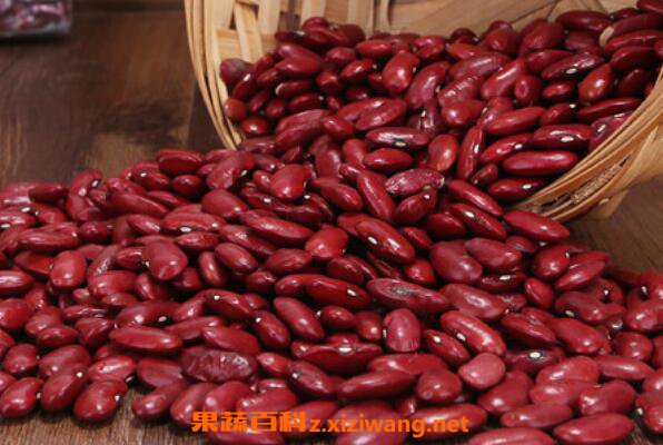 红腰豆的功效与作用