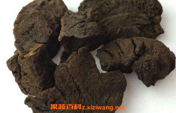 酒大黄的功效与作用 酒大黄的禁忌