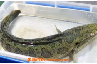 黑鱼的功效与作用 吃黑鱼的好处