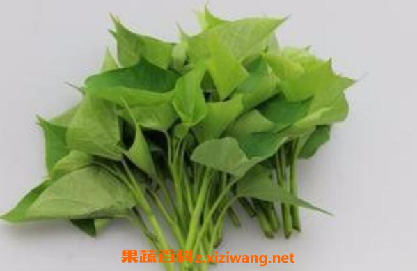 番薯叶的功效与作用
