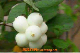 白饭树的功效与作用 白饭树的药用价值