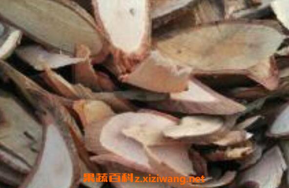 白饭树根的功效与作用及药用价值