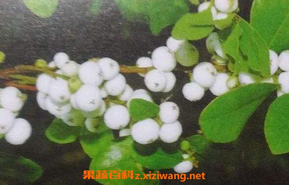 白饭树根的功效与作用及药用价值