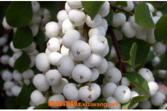 白饭果的功效与作用 白饭树果子能吃么