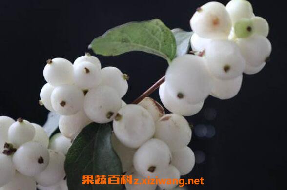 白饭果的功效与作用 白饭树果子能吃么