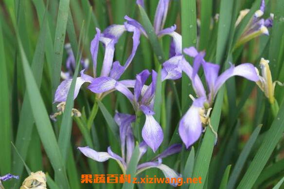 马蔺花的功效与作用及禁忌