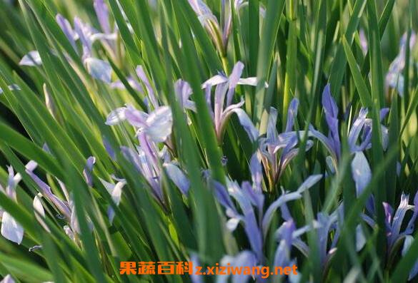 马蔺花的功效与作用及禁忌