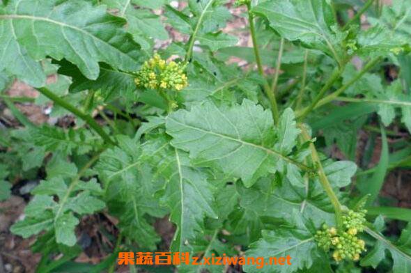 山莴苣可以吃吗 山莴苣怎么吃