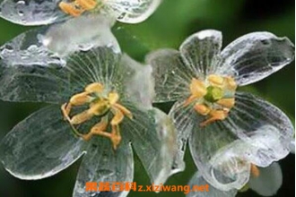 山荷叶的功效与作用 山荷叶为什么会变透明