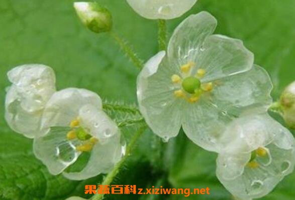 山荷叶的功效与作用 山荷叶为什么会变透明