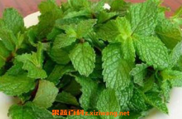 鲜薄荷叶泡水喝的功效