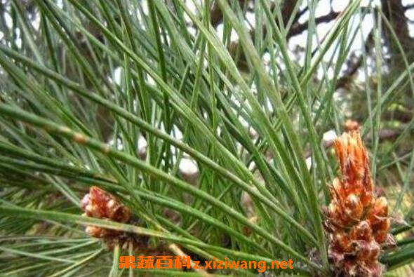 松针的药用价值及危害