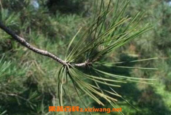松针的药用价值及危害