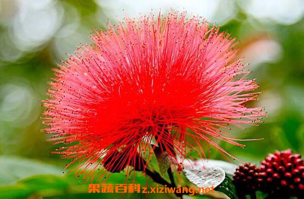 红花素的功效与作用 红花素的副作用