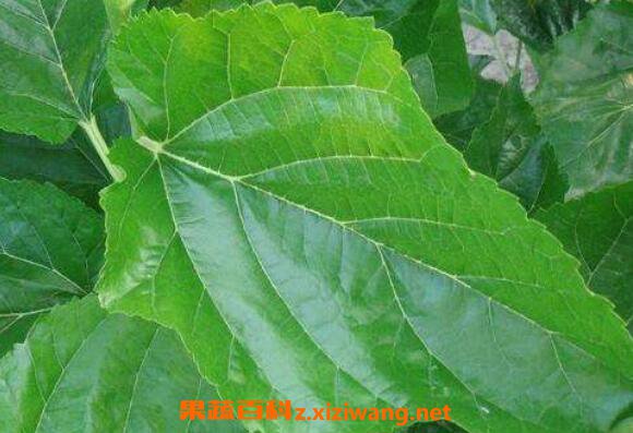 桑树叶泡水的危害 桑叶泡水喝的好处