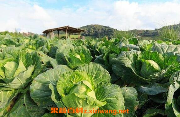 卷心菜怎么吃 卷心菜的功效与作用