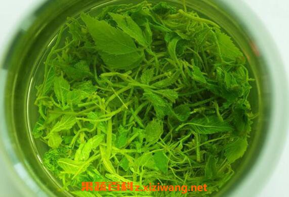 绞股蓝茶的功效与作用及冲泡方法