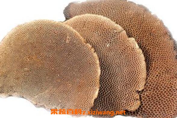 干马蜂窝的作用与功效