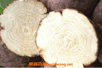野葛根的作用与功效 吃野葛根的好处