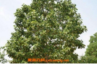 乌柏的功效与作用 乌柏的使用禁忌