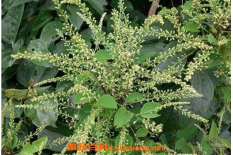 九龙藤的功效与作用 九龙藤的副作用