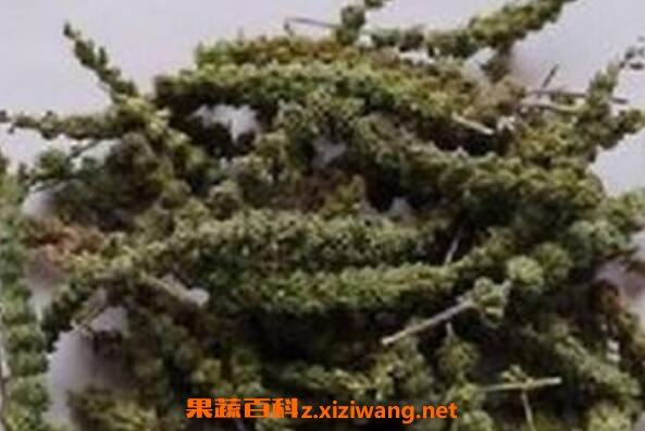荆芥穗的功效与作用及药用价值