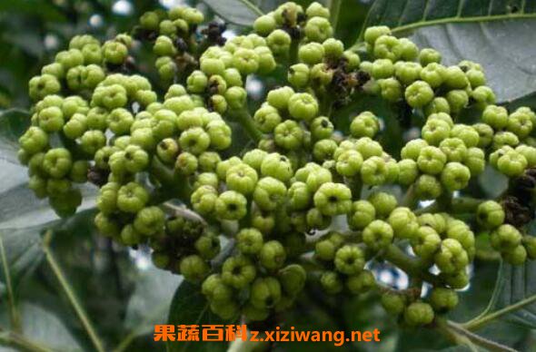 吴茱萸的功效与作用 吴茱萸泡酒的功效