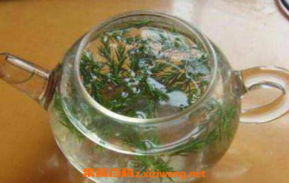 松针茶的功效与作用及制作方法