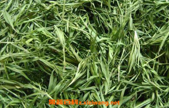 竹叶青茶叶的功效与作用