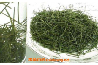 松针茶的功效与作用 松针茶为什么不能多喝
