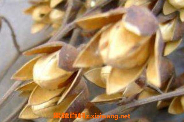 香椿种子泡水的药用价值 香椿种子如何泡水