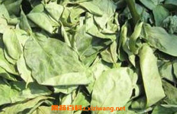 柿叶茶如何做 柿叶茶的制作方法