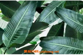芭蕉叶的功效与作用及药用价值