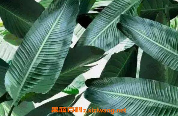 芭蕉叶的功效与作用及药用价值