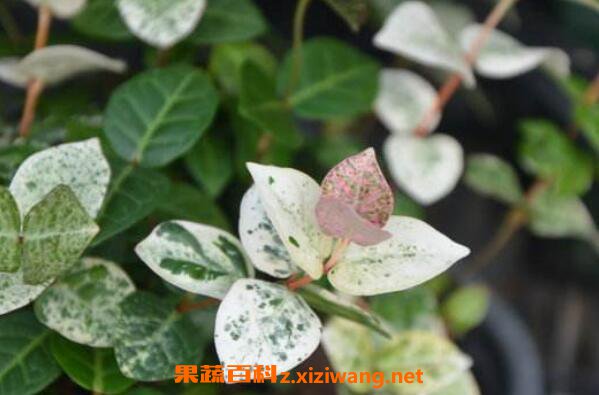 花叶络石怎么浇水 花叶络石扦插流程
