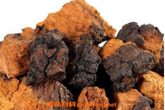 白桦茸的功效与作用 桦树茸是骗局吗