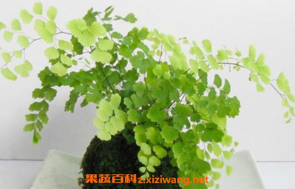 铁线蕨如何养殖 铁线蕨的养殖方法和注意事项