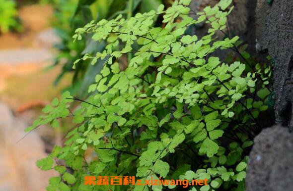 铁线蕨如何养殖 铁线蕨的养殖方法和注意事项