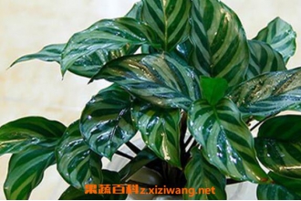 孔雀竹芋怎么养 孔雀竹芋的养殖方法和注意事项