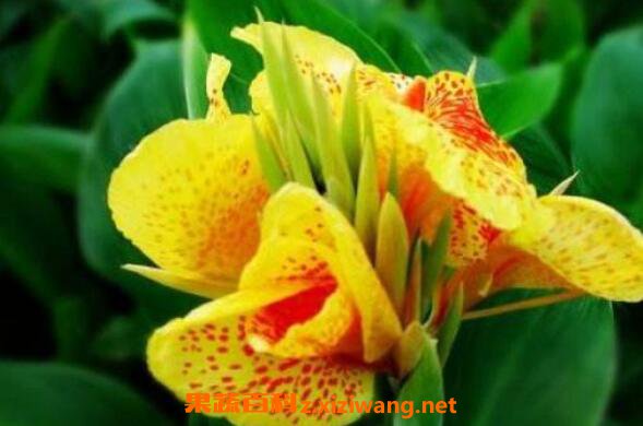 美人蕉品种有哪些 美人蕉花怎么养殖