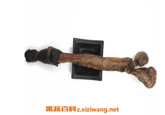 干驴鞭泡酒怎么处理味