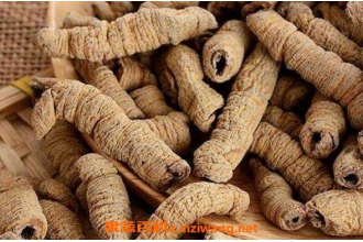 巴戟天泡水喝的功效与作用