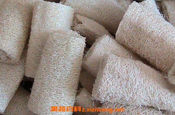 丝瓜络的功效与作用及药用价值