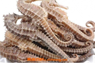 海马怎么泡酒 海马泡酒的配方和教程