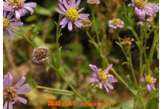 紫苑的功效与作用